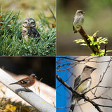 How to Choose and Use Birding Optics