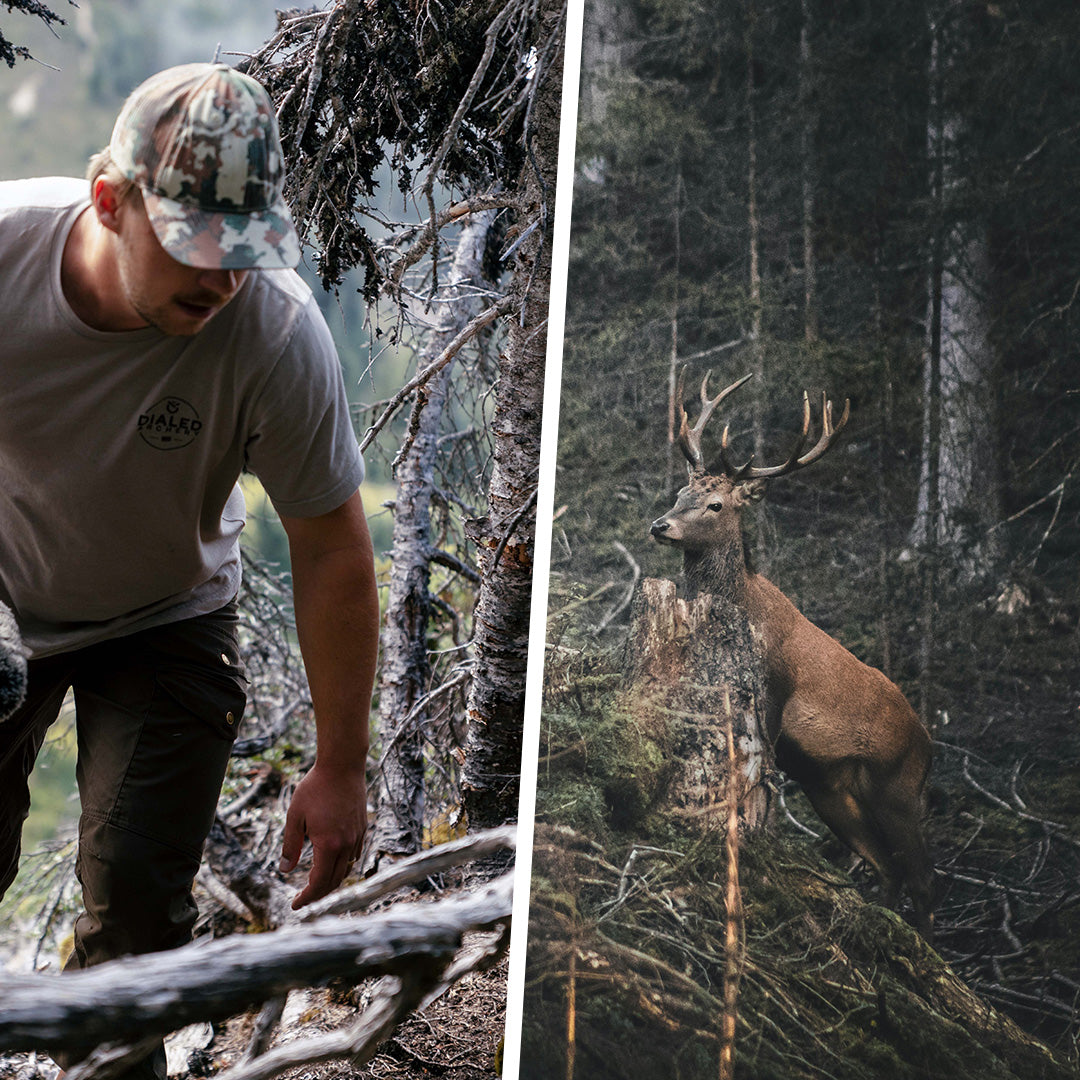 The Thrill of the Chase: Understanding Animal Behavior During a Hunt ...